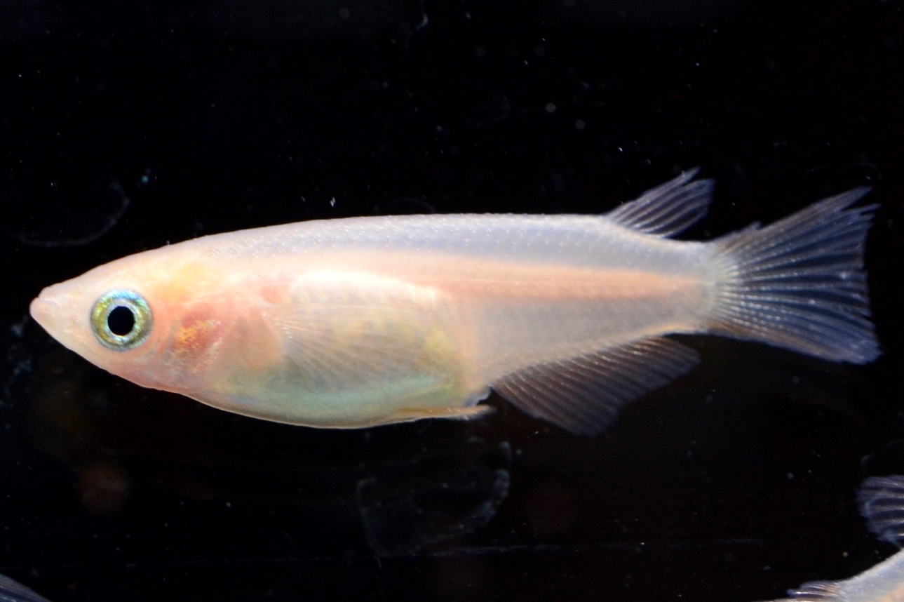 ピンクのみゆきメダカの卵から孵化への道 外資系営業マンこむパの目利き